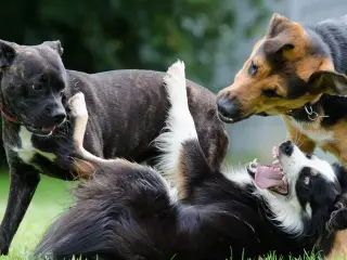 Tres perros juegan, con uno boca arriba como t&aacute;ctica defensiva.