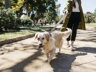 Un perro pasea con collar y atado con una correa.