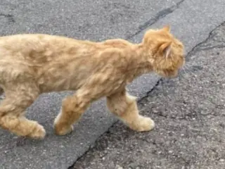 Gato encontrado en un vecindario de Benicasim.