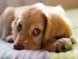 El 99,12% de los participantes en el estudio se&ntilde;alaron que sus perros mostraron al menos un problema de conducta de intensidad moderadamente grave a grave, o al menos dos problemas de intensidad moderada a grave.