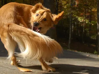 Entre las estereotipias m&aacute;s habituales entre los perros se encuentra perseguirse la cola de forma obsesiva, hasta llegar a causarse heridas abiertas.
