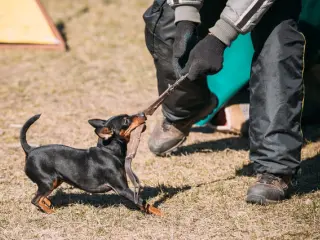 Hay perros con un fuerte instinto protector que, si no se poseen los conocimientos para manejarlo, no deben alentarse ni estimularse.