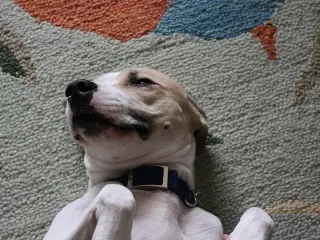 La sumisión canina no debe interpretarse como un signo de debilidad o cobardía, ya que forma parte de su comunicación.