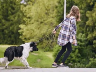 Por tentador que sea, nunca se debería tirar de la correa o forzar el movimiento del animal.