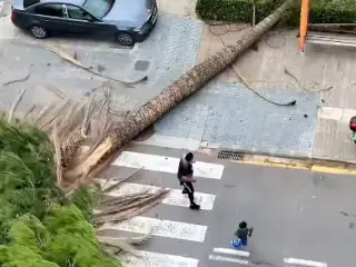 El viento derriba una palmera gigante en Valencia y un niño evita el golpe por los pelos