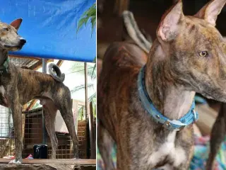 Un perro del bosque filipino, o Asong Gubat, una raza nativa de Filipinas que convive con tribus como los Bugkalot.