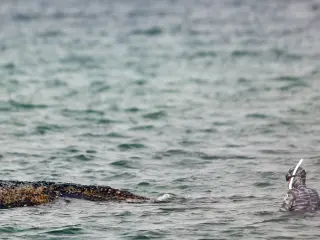 FOTODELDÍA Timmendorfer Strand (Alemania), 26/03/2026.- El biólogo marino Robert Marc Lehmann (d) examina una ballena jorobada varada en las aguas del Mar Báltico cerca del puerto de Niendorf, en Timmendorfer Strand, Alemania, este jueves. La ballena jorobada, varada en la bahía de Lübeck, se encuentra atrapada en un banco de arena frente a Niendorf. Todos los intentos realizados hasta el momento para liberarla han fracasado, pero se está preparando un nuevo intento de rescate. EFE/ Selim Sudheimer
