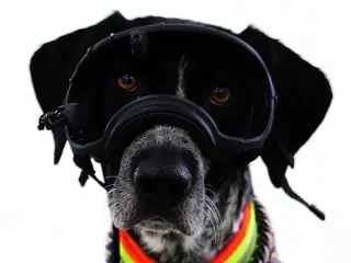 Uno de los veinte perros participantes en la prueba, con las gafas de seguimiento ocular.