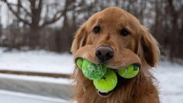 los perros intentarán comer bolas de naftalina