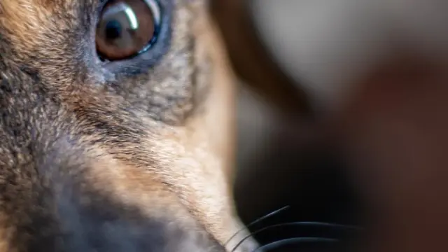 como cuidar a un perro sin pelo
