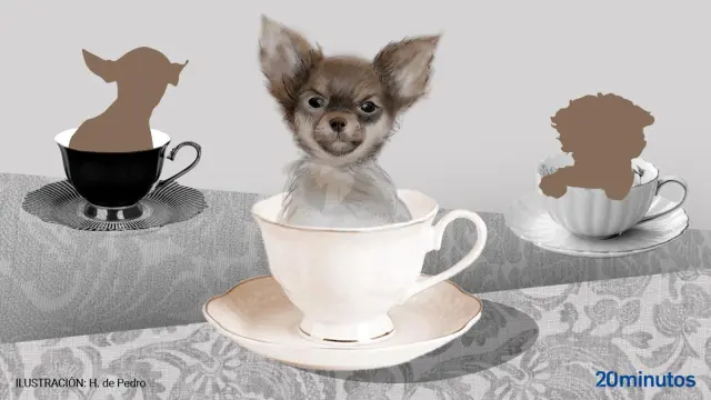 qué tan grande será una taza de té chihuahua