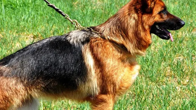 por qué los perros pastores no tienen cola