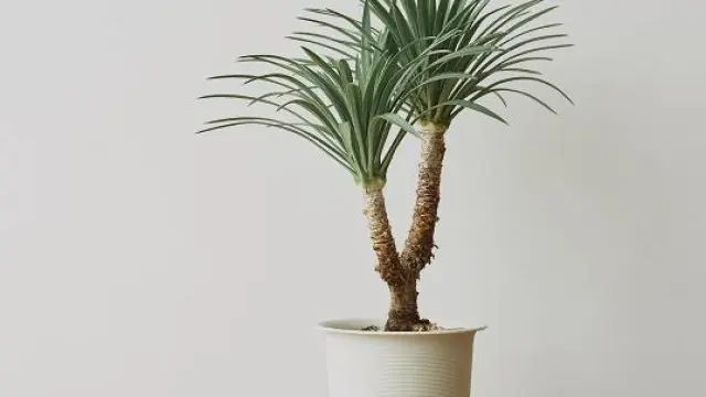 Cómo cuidar la yuca: características, frecuencia de riego y otros cuidados