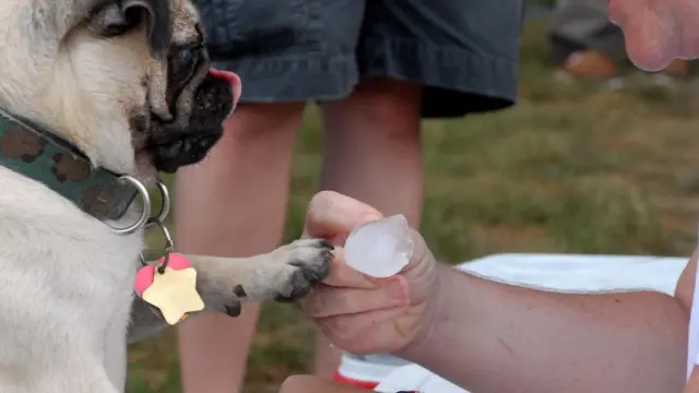 los cubitos de hielo dañarán a los perros