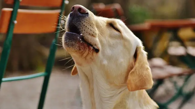 que sonido hace un perro cuando tiene dolor