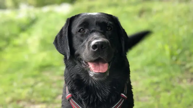 cómo afecta el movimiento a un perro