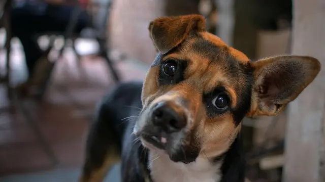 los perros recuerdan las voces