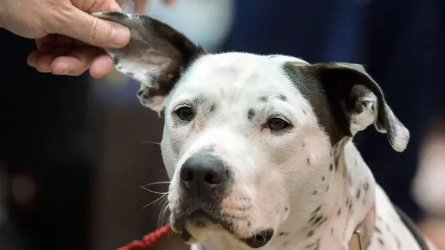 cómo saber si tu perro está perdiendo la audición