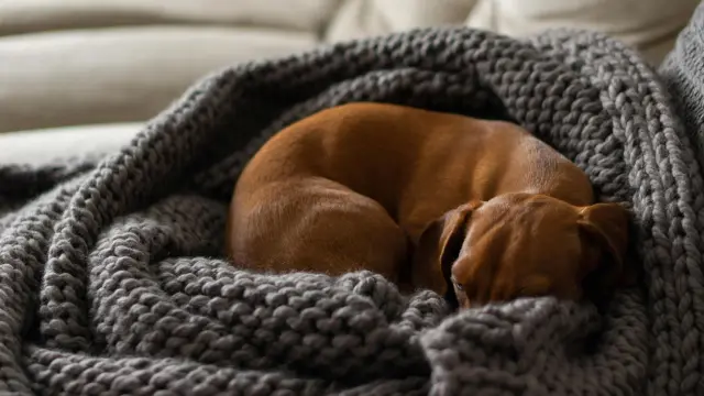 los perros necesitan dormir tanto como los humanos