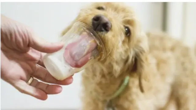 puedes darle yogur a los perros