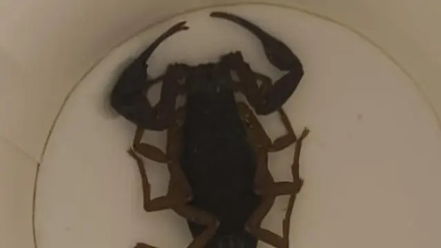 El escorpión que picó a una mujer en un hotel de Alcorcón.