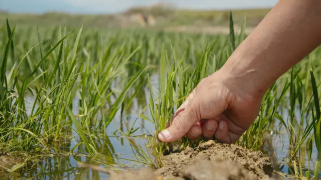 Arrozal en el Delta del Ebro (Tarragona).