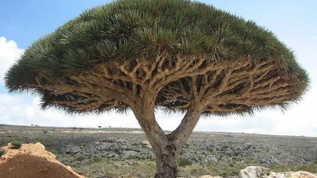 El Dracaena cinnabari tiene como particularidad que de él brota una especie de savia roja cuando se le hace un corte en la corteza. Aparece en la isla de Socrota y en ocasiones en Canarias y su tronco es capaz de alcanzar una altura de 10 metros.