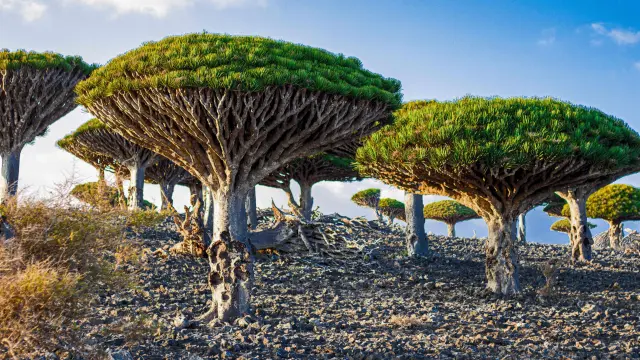 Árboles de sangre de dragón (Dracaena cinnabari) en la cima de la montaña Dixam en la isla yemení de Socotra.