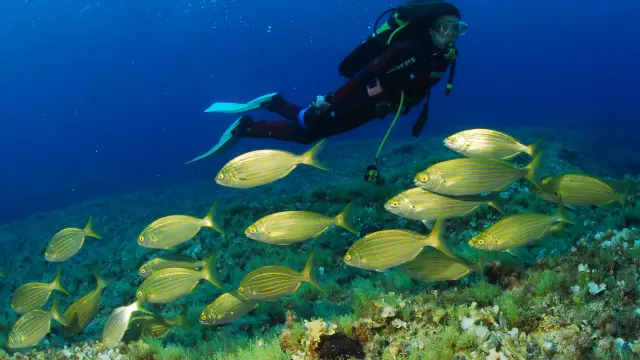 La isla de Formentera y sus praderas submarinas de posidonia configuran uno de los mejores lugares del mundo para la práctica del submarinismo. Aquí se encuentra la Reserva Marina de Es Freus de Ibiza y Formentera, que es el único espacio natural de todo el Mediterráneo incluido en la lista de Bienes Patrimonio de la Humanidad de la Unesco.