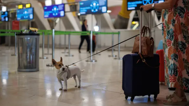 28/06/2024 Una persona lleva un perro en el Aeropuerto Adolfo Suárez Madrid-Barajas, a 28 de junio de 2024, en Madrid (España). La red de aeropuertos de Aena prevé operar un total de 27.447 vuelos entre hoy, viernes 28 de junio, y el próximo lunes 1 de julio, en la primera operación salida del verano 2024, un 3,3% más que en la misma época el año pasado. El Aeropuerto Adolfo Suárez Madrid-Barajas es el que más movimientos tiene en esta operación entre los aeropuertos nacionales, con un total de 4.624 vuelos. SOCIEDAD Alejandro Martínez Vélez - Europa Press