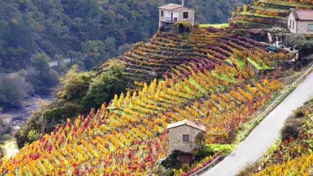 Vista panorámica de viñedos en Ribeira Sacra, Galicia.