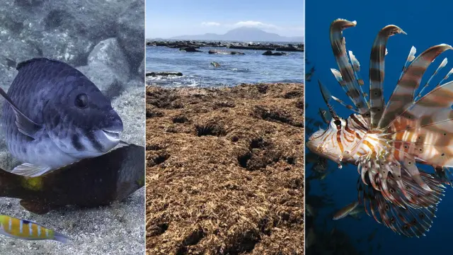 El aumento de la temperatura del mar atrae a especies del sur nunca antes vistas.