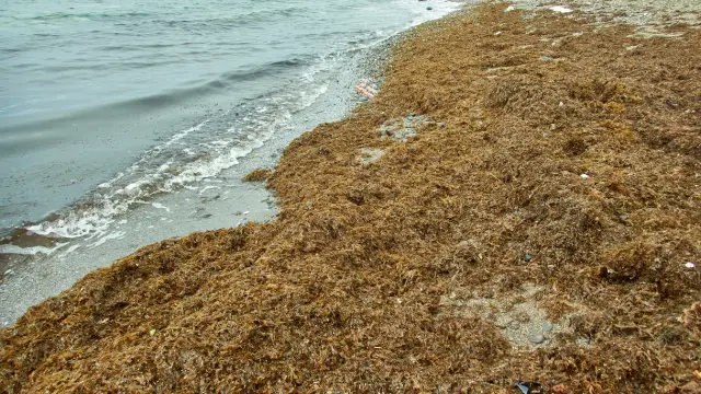 Acumulación de alga asiática en una playa, en una imagen de archivo.