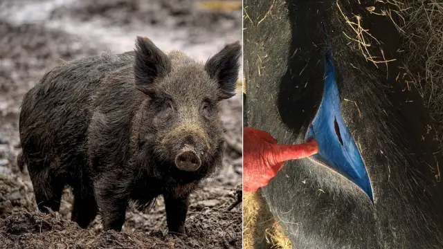 Cazadores de California han descubierto jabalíes cuya carne es de color azul neón.