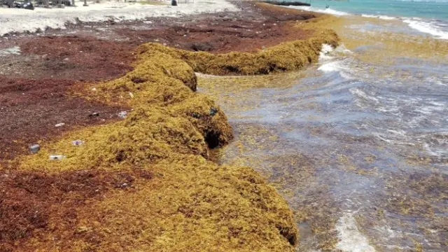 Sargazo en una playa del Caribe, en una imagen de archivo.