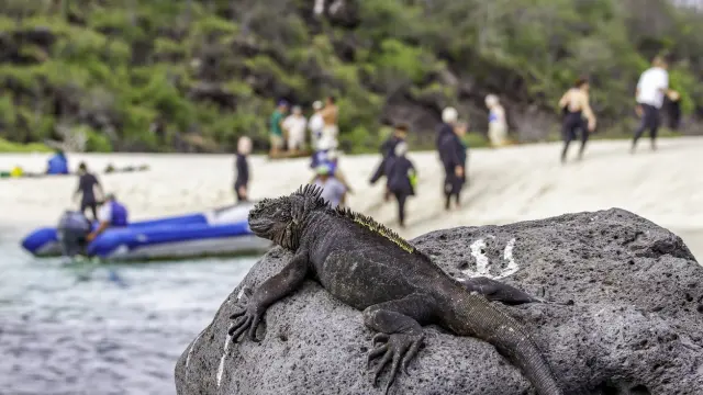 Iguana en las Islas Galápagos.