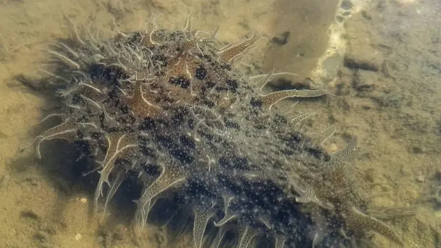 La liebre de mar Bursatella leachii, un molusco de origen tropical conocido como babosas marinas