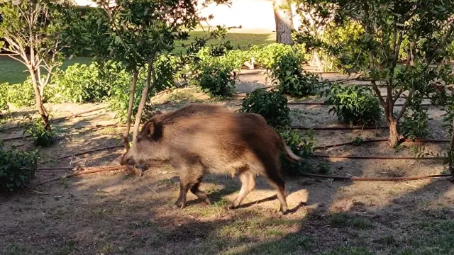 Jabalíes en Mont-roig (Tarragona).