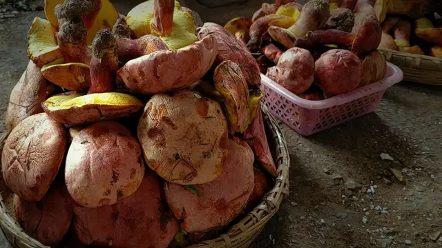 Imagen de hongos de Lanmaoa asiatica.