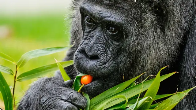 Fatou, the oldest of Berlin's zoo and also believed to be the world's oldest gorilla, eats vegetables to celebrate her 69th birthday in Berlin, Germany, Monday, April 13, 2026. (AP Photo/Markus Schreiber)
