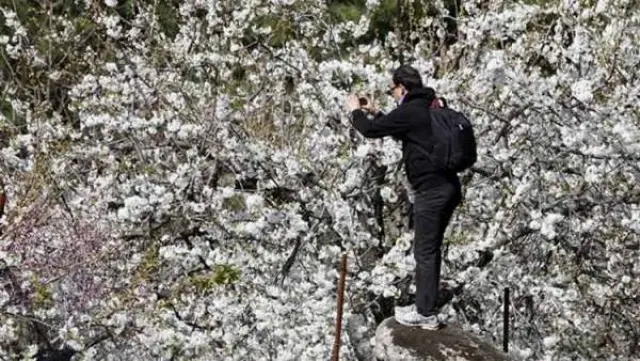 La floración de los cerezos en el Valle del Tiétar.