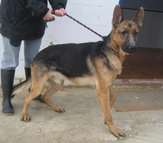 el pastor alemán protegerá si no está entrenado