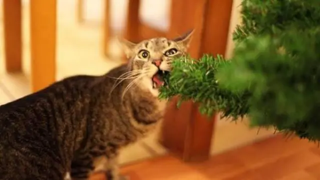 Un gato muerde un árbol de Navidad.