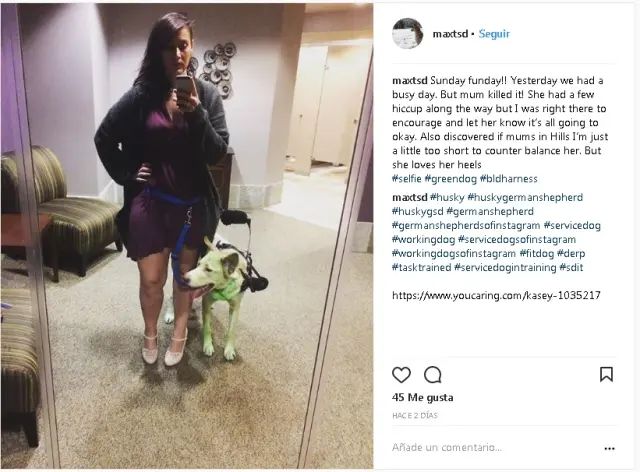 es contra la ley teñir a tu perro