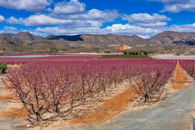 florecimiento de árboles frutales en Cieza, Murcia.