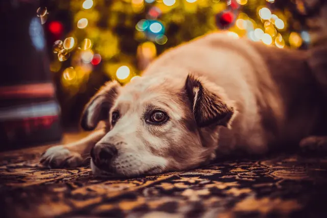 Un perro frente a un árbol de navidad.