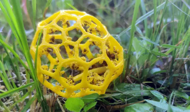 Este curioso hongo amarillo, con forma de poliedro, fue localizado por un hombre que estaba paseando por un bosque junto a su casa. (ZaydMenk)