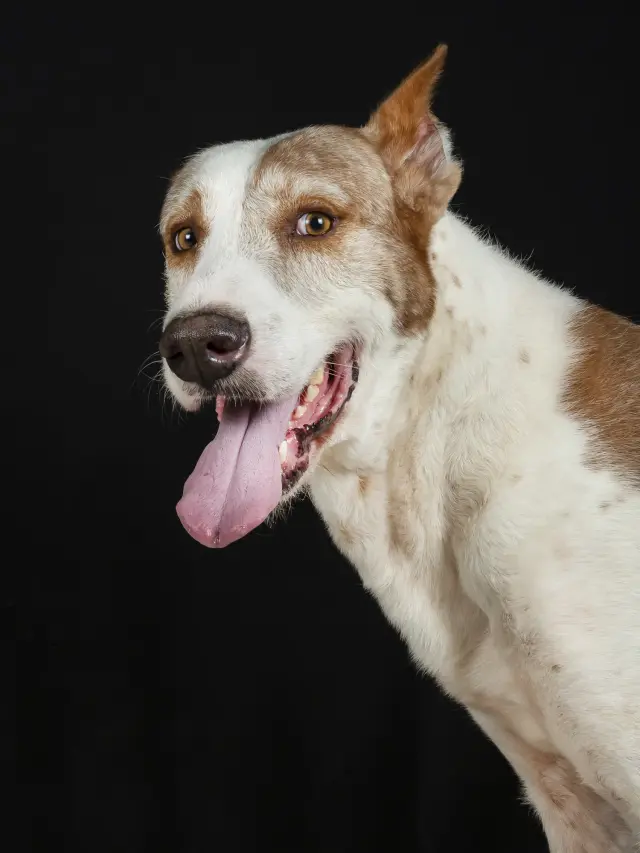 Siempre me han conmovido especialmente los perros de reala. Animales que viven en condiciones de dudosa calidad y que son usados para matar a otros animales de forma salvaje. Lo que les pase a estos perros en los lances importa poco a las personas que los explotan. Pueden morir en la lucha, caerse despe&ntilde;ados como ya se ha visto alguna vez, morir por las heridas sufridas, y nada de esto importa. Ser&aacute;n sustituidos por otros. Vivir&aacute;n casi a base de pienso malo y pan duro. Y a por la siguiente monter&iacute;a. Son como gladiadores, cuya vida vale lo que puedan soportar. Este es Drogo, un enorme perro de reala buen&iacute;simo que fue incautado por el SEPRONA. La ASOCIACI&Oacute;N DEJAN HUELLA, en Montilla, C&oacute;rdoba, se hizo cargo de &eacute;l para que no terminase en una perrera. Hoy vive en el refugio de esta asociaci&oacute;n esperando una adopci&oacute;n. Perros de reala. Ah&iacute; est&aacute;n, &iacute;ntegros, a pesar de lo que han tenido que hacer por complacer a sus &quot;amos&quot;. Debe ser por eso que se dice que no hay animal m&aacute;s fiel que un perro.