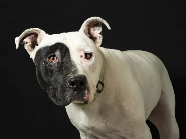 Erik. Otro desastre de los humanos. Abandonado en un pueblo de Jaén, alguien lo cogió. Tiempo después, aparece de nuevo abandonado en otro pueblo, también de Jaén. Ahora está en un chenil de la perrera de la ciudad de Jaén.

Las historias de estos perros, llamados PPP, son todas igual de horribles. Son usados para presumir, para peleas, para guarda. Son mal educados, violentados, y cuando ya no es posible controlarlos, son abandonados de cualquier manera.

Erik es el ejemplo de los PPP. De mano en mano hasta que ha terminado en la perrera.

Las gentes de la ASOCIACIÓN PROTECTORA VOLUNTARIOS DE LA PERRERA DE JAÉN, lo cuidan mientras ocurre una adopción que sea responsable.