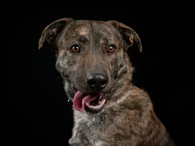 Estamos comiendo un arroz con verduras y suenan los mensajes del teléfono de Isa de la ASOCIACIÓN PROTECTORA LAS ALMAS DE TARA, en Úbeda, Jaén. Lleva cuatro días recibiendo mensajes de gente que avisa de un perro abandonado. Muchos mensajes, poca acción. Isabel me dice: "¿vamos Andrés?" y yo, con la cuchara en la boca le digo "¡vamos!" y allí que vamos. El lugar, la Estación de Linares, sitio conflictivo de la comarca. El perro, mestizo de mastín y algo de PPP, jovencito. Ahí está, en el puente, plantado en el lugar donde le dejaron. Alguien le ha llevado pienso y agua. Me cuenta Isa que es habitual que no se mueva del sitio, el animal siempre espera que vuelvan a buscarlo. Eso ya me deja roto, no lo sabía. Tengo que subirle al maletero en brazos, no quiere irse. Ni un gruñido, ni un mal gesto. Pobre animal. Sin castrar, sin chip, seguro que sin vacunas. Isa le bautiza López, por mí. Volvemos al refugio, sigue el día, sigue el duro trabajo, sigue el refugio de Isa alojando Invisibles.
